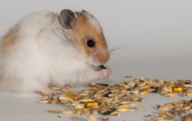 hamster