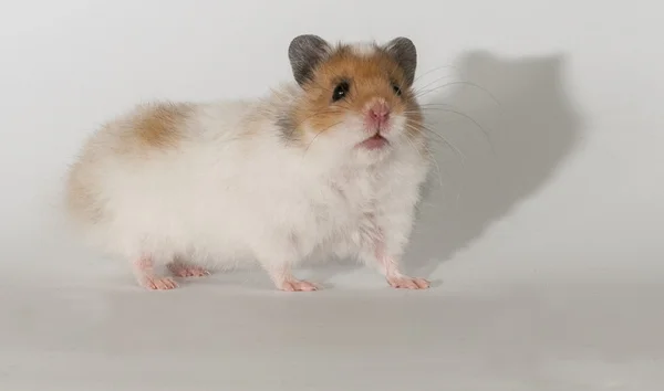 Hamster — Stok fotoğraf