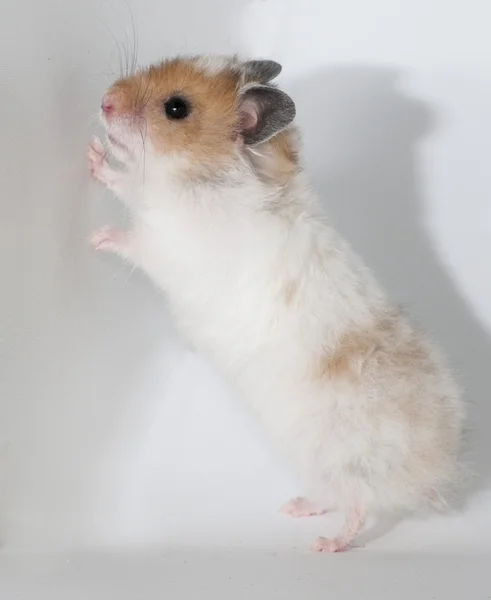 Hamster — Stockfoto