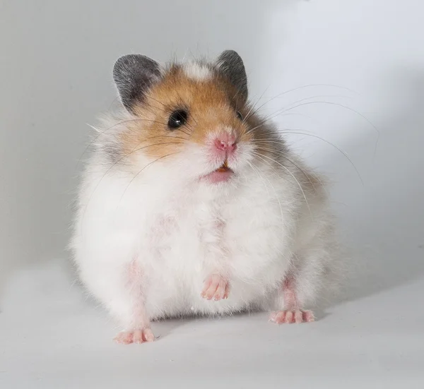 Hamster — Fotografia de Stock