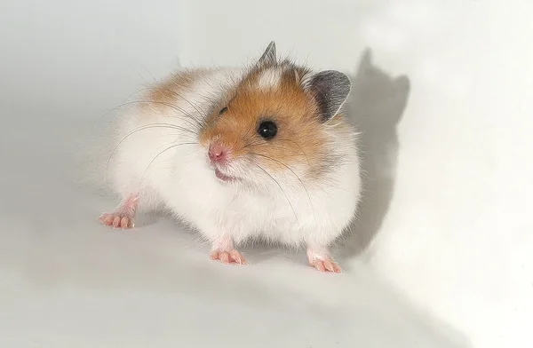 Hamster — Stockfoto