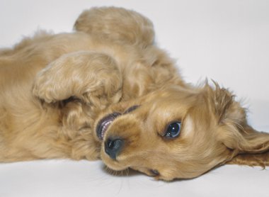 yavru İngiliz yavru horoz İspanyol