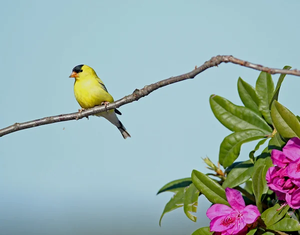 鸟类和花卉 — 图库照片