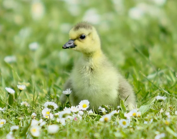 Baby goose in field — Stock Photo, Image