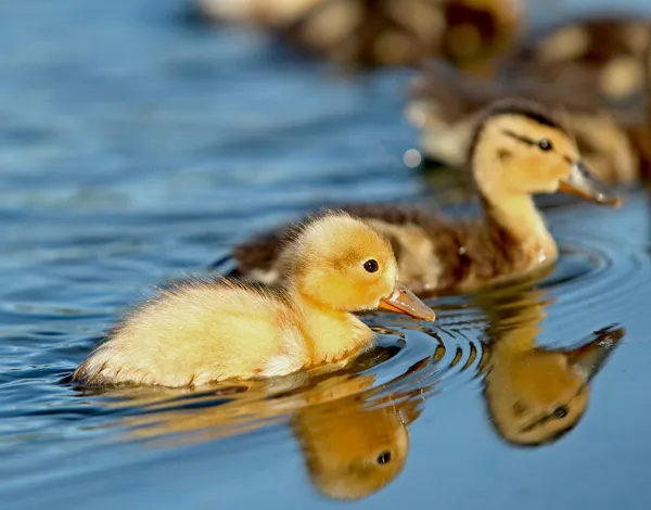 Baby ducks — Stock Photo, Image