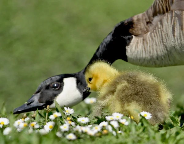 Goose chick and mother — Stock Photo, Image