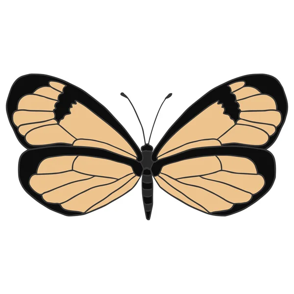 Illustration vectorielle isolée papillon . — Image vectorielle