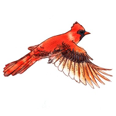 Red Cardinal Free Vector Eps Cdr Ai Svg Vector Illustration Graphic Art Red Cardinal Free Vector Eps Cdr Ai Svg Vector Illustration Graphic Art
