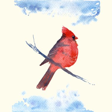 Cardinal bird watercolor-style vector illustration. clipart