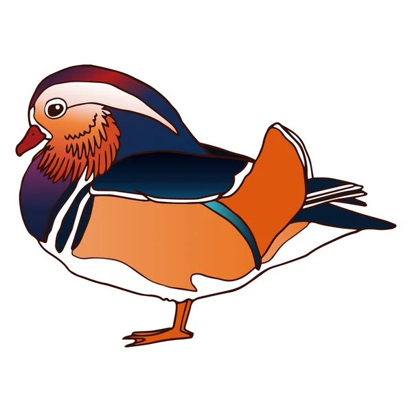 Mandarin duck male isolated vector illustration — Stock Vector