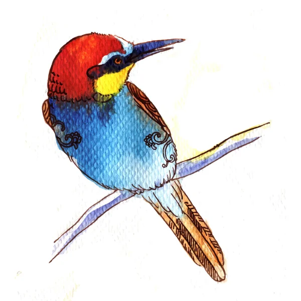 Ilustracja wektorowa akwarela stylu bee eater ptaka — Wektor stockowy