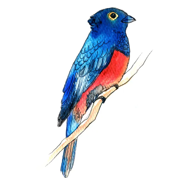 Vektor-Illustration im Aquarell-Stil von hübschem Vogel — Stockvektor