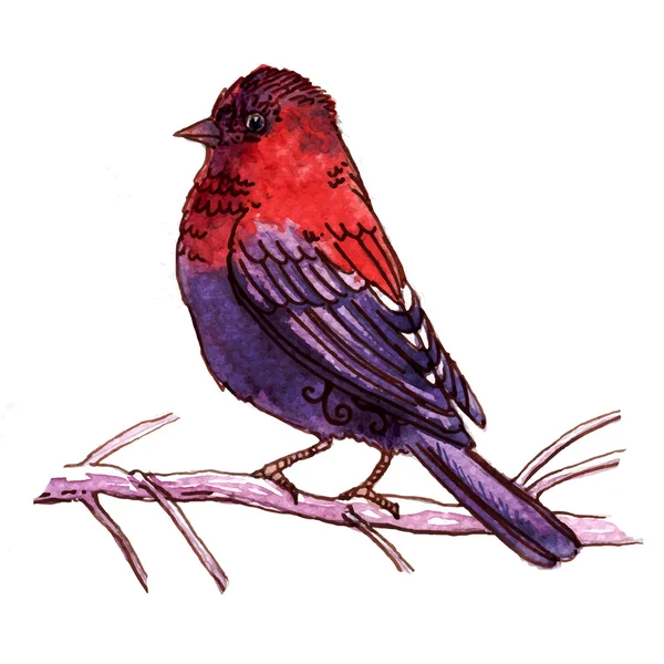 Ilustração vetorial de aquarela do pássaro Vinaceous Rosefinch — Vetor de Stock