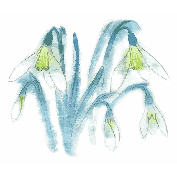 Watercolor style vector illustration of Snowdrops. — Stock Vector