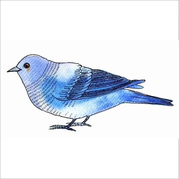 Watercolor-style vector illustration of Blue Tanagra bird — Stock Vector