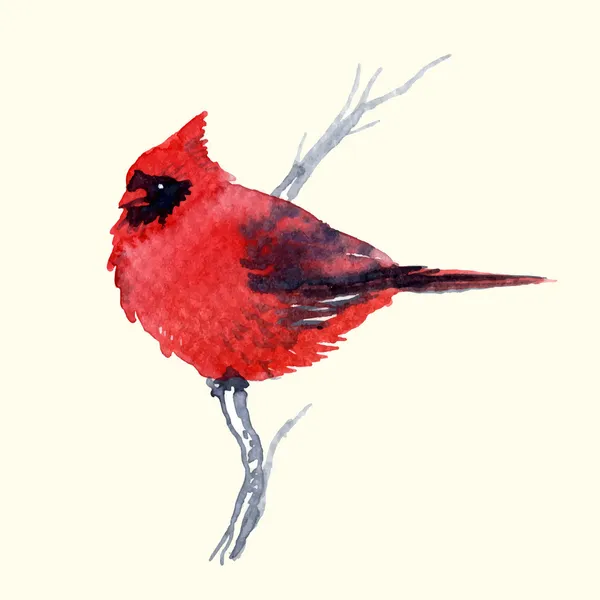 Cardenal pájaro acuarela estilo vector ilustración . — Archivo Imágenes Vectoriales