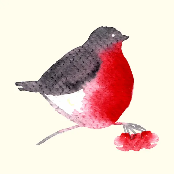 Watercolor-style vector illustration of Bullfinch bird — Wektor stockowy