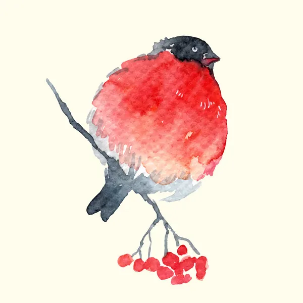 Akvarel styl vektorové ilustrace bullfinch ptáka — Stockový vektor