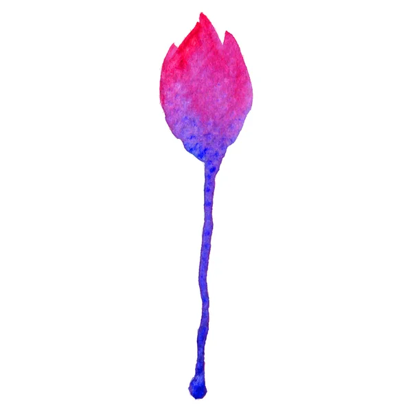 Illustration vectorielle aquarelle de la tulipe . — Image vectorielle