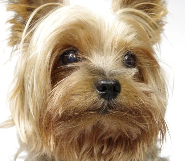 Yorkshire korkunç yüzü