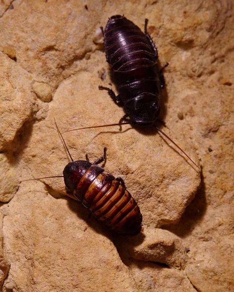Madagaskar Tıslayan hamamböceği - çifti