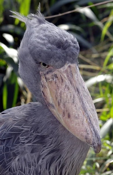 Shoebill