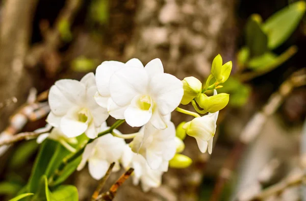 Orquídea — Foto de Stock