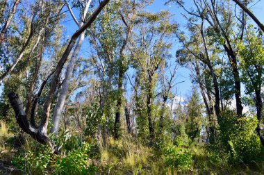 Avustralya 'nın Mavi Dağları' ndaki Victoria Dağı 'ndaki Victoria Şelalesi Yürüyüş Yolu' nun yanındaki ormandaki okaliptüs ağaçlarının manzarası. Çalı yangınında bazı ağaçlar yanmış, ama yeniden büyüme belirtileri gösteriyorlar.
