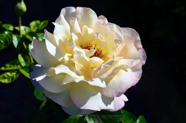 Close Uma Flor Branca Com Rosa Amarela — Fotografia de Stock