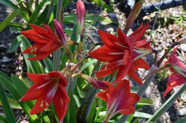Flores Lirio Rojo Jardín —  Fotos de Stock