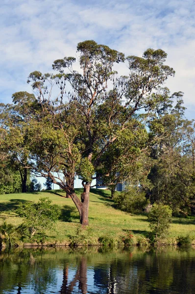 Een Uitzicht Parramatta Park Westelijke Buitenwijken Van Sydney — Stockfoto