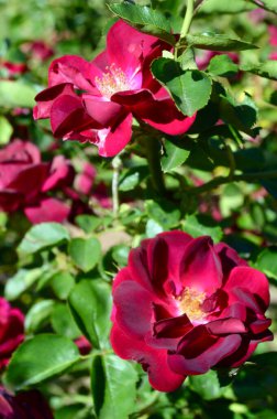 Gül - Gloire des Rosomanes