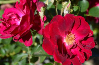 Gül - Gloire des Rosomanes