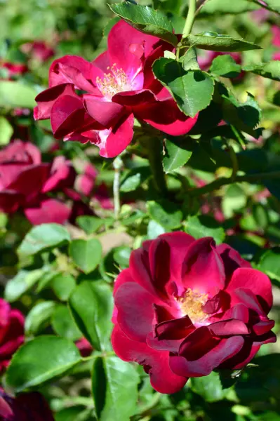 Gül - Gloire des Rosomanes