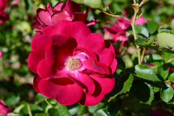 Gül - Gloire des Rosomanes