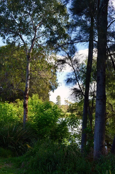 Une Vue Étang Dans Parc Centennial Sydney Travers Les Arbres — Photo