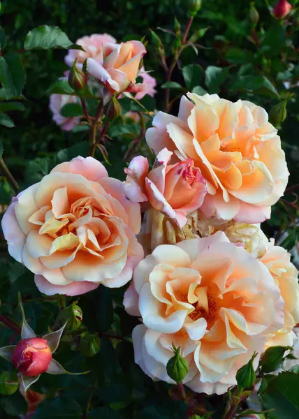 Bahçedeki güzel güller