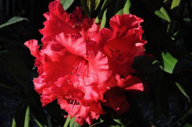 Blackheath, NSW 'deki bir parkta Rhododendronlar ve açelyalar.