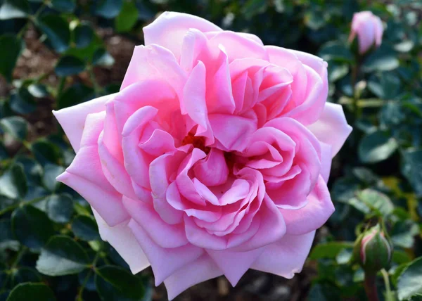 Розовые Розы Саду Солнечный День — стоковое фото