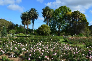 Centennial Park, Sydney 'de bir gül bahçesi.