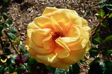 Parkta sarı ve kırmızı gül