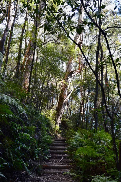 Promenadstig Genom Skogen — Stockfoto