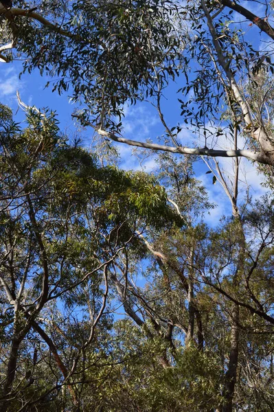 Trees Forest Wentworth Falls — Stock Photo, Image
