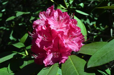 Güneşli bir günde rhododendron çiçeklerine yakın çekim