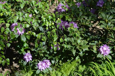 Mavi Dağlardaki Campbell Rhododendron Bahçesinde Rododendronlar ve açelyalar sergileniyor