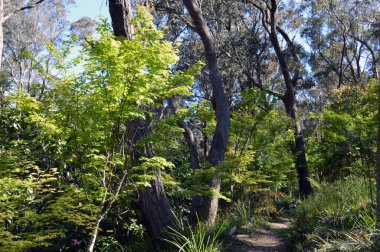 Akçaağaç yaprakları gün ışığında