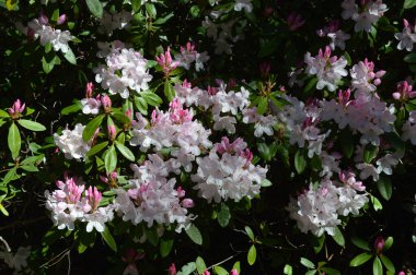 Mavi Dağlardaki Campbell Rhododendron Bahçesinde Rododendronlar ve açelyalar sergileniyor