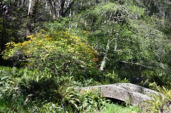 Вид Пруд Саду Кэмпбелла Рододендрона Голубых Горах Австралии — стоковое фото