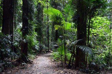 Şelale Yolu boyunca Dorrigo Ulusal Parkı 'ndaki astropikal yağmur ormanlarının manzarası, NSW