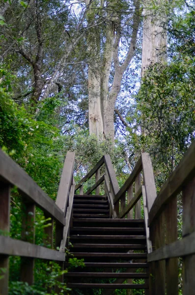 wooden stairs in the forest